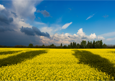 Radonica – wspomnienie zmarłych w tradycji prawosławnej