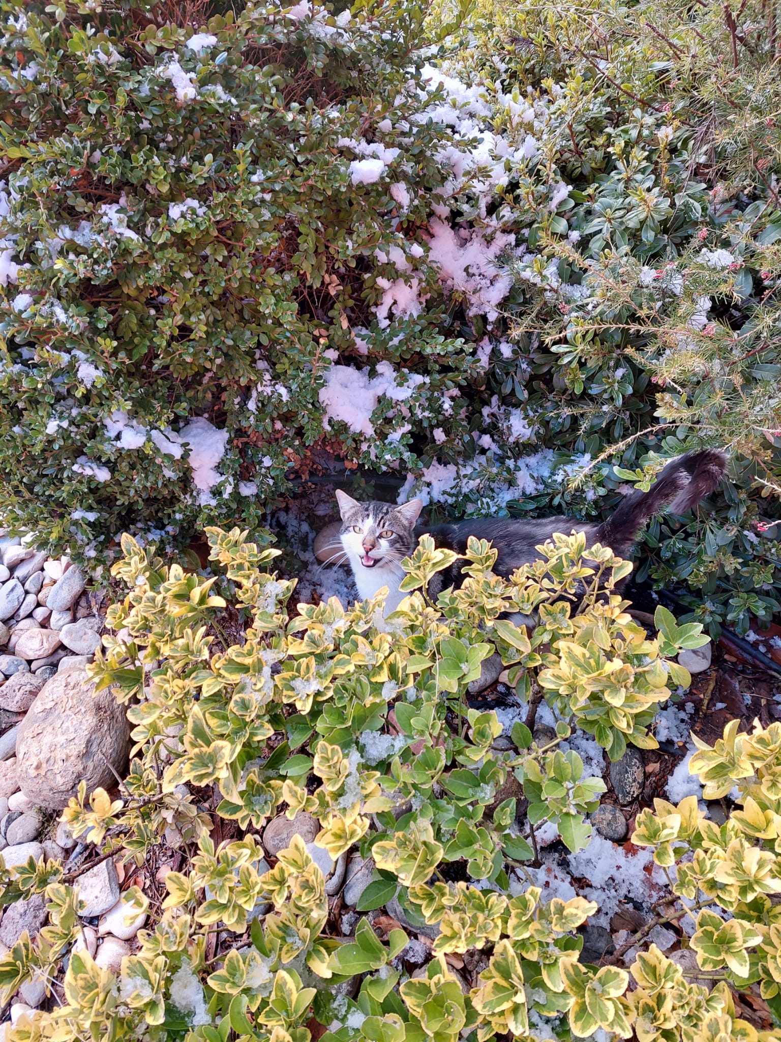 Stambuł na czterech łapach